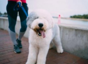 Qui est le vieux chien de berger anglais ? 