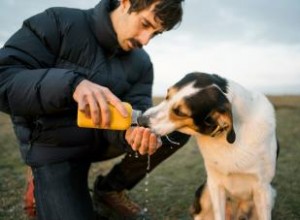 Le chien Mountain Cur fonctionnera-t-il avec votre famille ? 