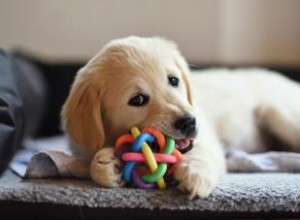 Plus de 200 noms mignons de Golden Retriever pour ces chiens classiques 