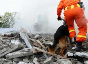 26 chiens célèbres qui ont changé l histoire 