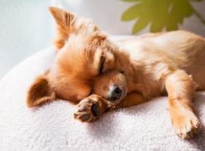 4 positions de sommeil pour chien et ce qu elles peuvent vous dire 