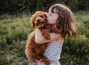 68 citations originales sur les chiens soignées pour les amoureux des chiots 