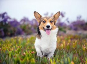 77 noms de corgi mignons débordant de personnalité 