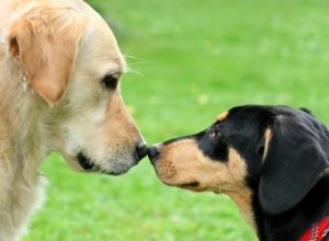 Conseils sur la meilleure façon d introduire des chiens 