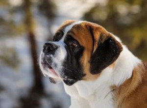 Meilleurs noms de grands chiens pour faire une énorme impression 