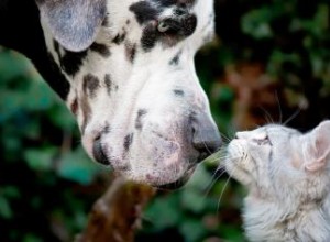 Les chats et les chiens peuvent-ils être amis ? Conseils pour entretenir cette relation 