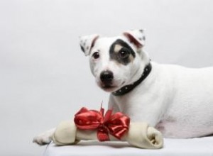 Idées cadeaux de Noël pour les chiens et les amoureux des chiens 