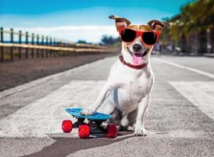 Noms de chiens sympas :avoir le chien le plus cool de la ville 