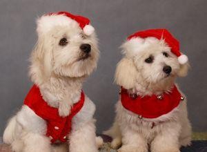 Cartes de Noël de race de chien à acheter ou à fabriquer 