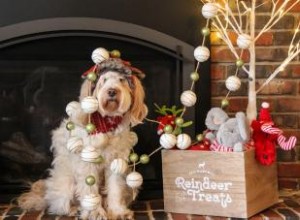 Comment passer un Noël festif avec des chiens (en toute sécurité) 