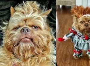 Voici Chik n Little :le griffon bruxellois qui prend d assaut Internet (et nos cœurs) 