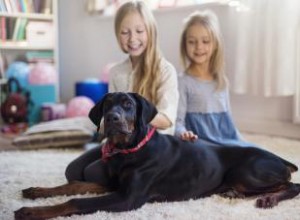 Chiens de famille protecteurs 