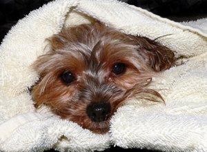 Question sur les oreilles d un Yorkie 