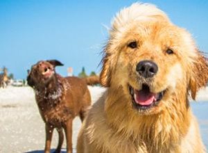 Noms de chiens inspirés du sud 