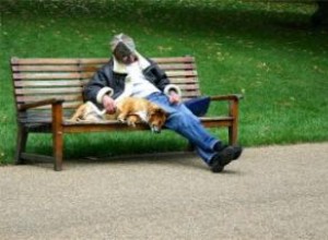 À quoi s attendre dans les parcs de promenade pour chiens 