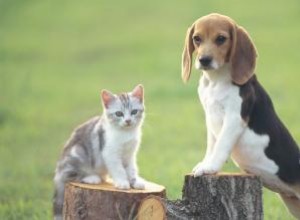 Pourquoi les chiens sont-ils meilleurs que les chats ? 15 raisons convaincantes 