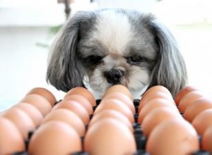 Avantages et risques de l ajout d œufs crus à la nourriture pour chiens 