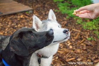 Lignes directrices sur l alimentation des os et des aliments crus (B.A.R.F.) pour les chiens 