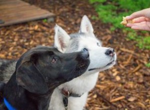 Lignes directrices sur l alimentation des os et des aliments crus (B.A.R.F.) pour les chiens 