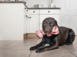 Principaux avantages et inconvénients des aliments crus pour chiens à comparer 