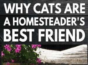 Pourquoi les chats sont les meilleurs amis d un homesteader 