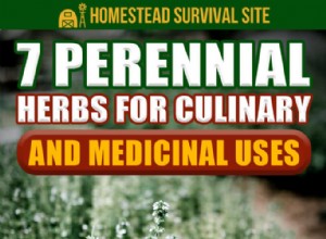 7 herbes vivaces à usage culinaire et médicinal 