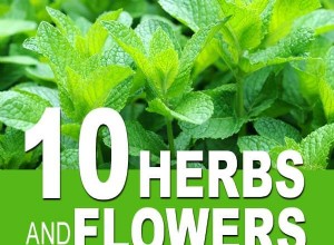 10 herbes et fleurs qui peuvent soulager vos maux et vos douleurs 