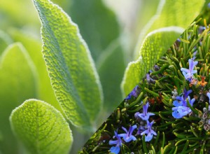 9 herbes vivaces à planter maintenant et à savourer chaque année 