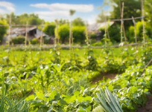 Comment transformer vos restes en un jardin florissant 