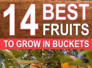 14 meilleurs fruits à cultiver dans des seaux 