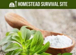 Stevia :comment la cultiver et extraire l édulcorant 