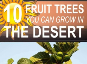 10 arbres fruitiers que vous pouvez cultiver dans le désert 