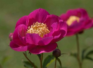 Comment faire pousser et prendre soin de la pivoine chinoise (pivoine de jardin commune) 