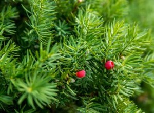 Plantes qui poussent à l ombre complète 