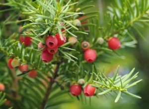 11 meilleures plantes topiaires à cultiver 