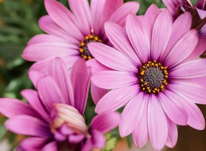 Comment faire pousser et prendre soin de la marguerite africaine 