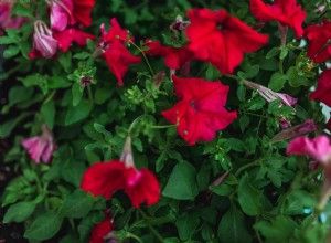 Comment cultiver et entretenir des plantes Four OClock 