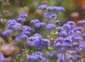 Plantes que les marmottes éviteront 