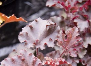 10 meilleures variétés d Heuchera 