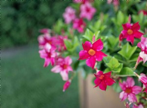 Comment cultiver et entretenir Calibrachoa (Million Bells®) 