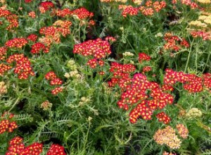 28 plantes vivaces faciles à cultiver pour les jardiniers débutants 