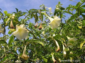 Les 10 plantes les plus odorantes pour votre jardin 