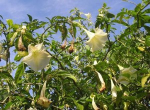 Les 10 plantes les plus odorantes pour votre jardin 