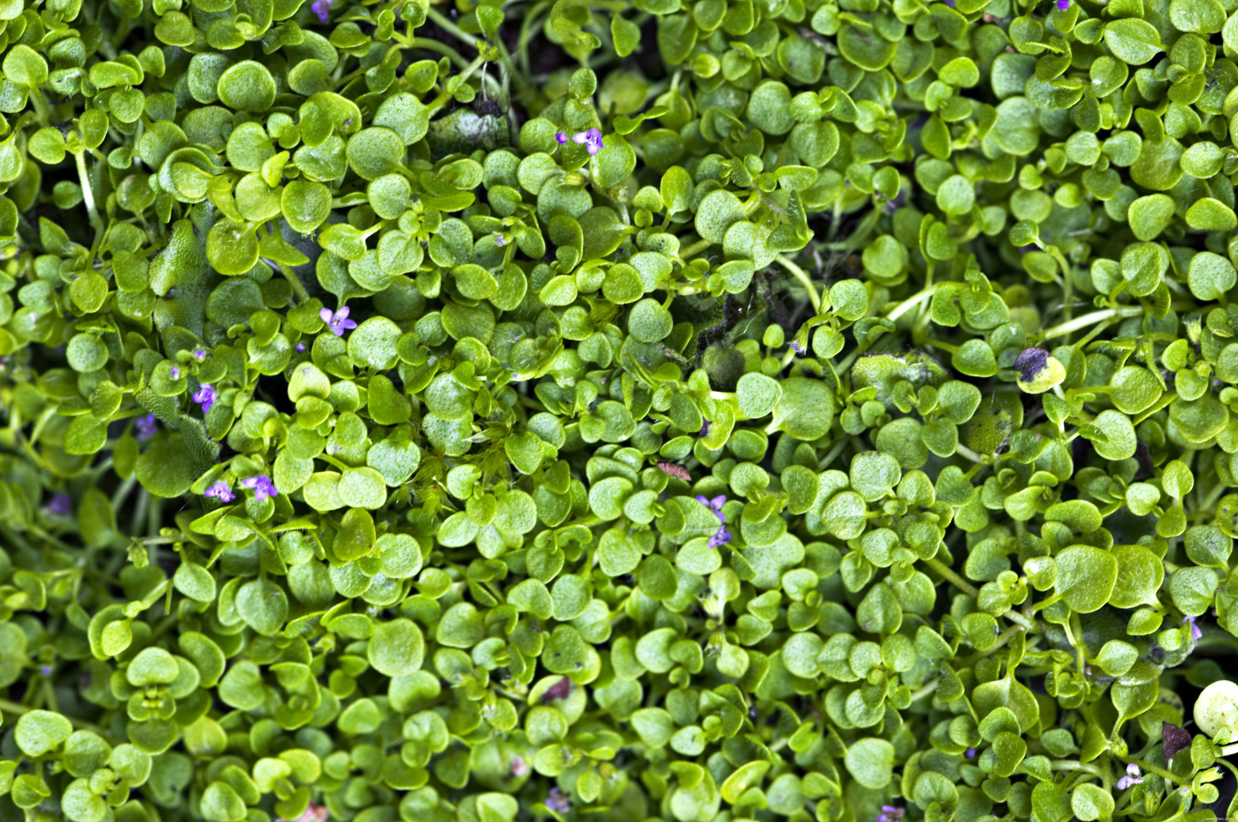 Les 10 plantes les plus odorantes pour votre jardin 