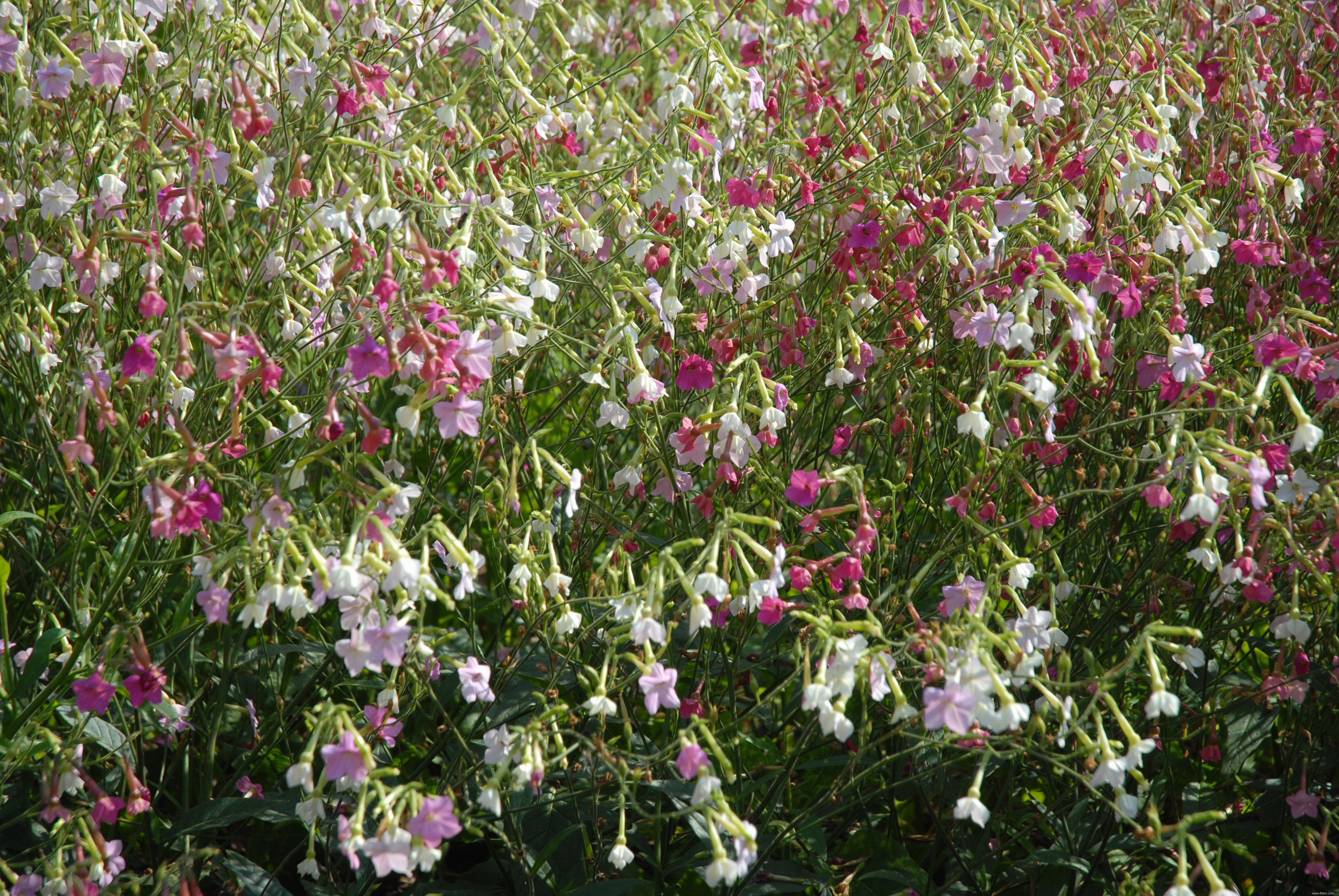 Les 10 plantes les plus odorantes pour votre jardin 