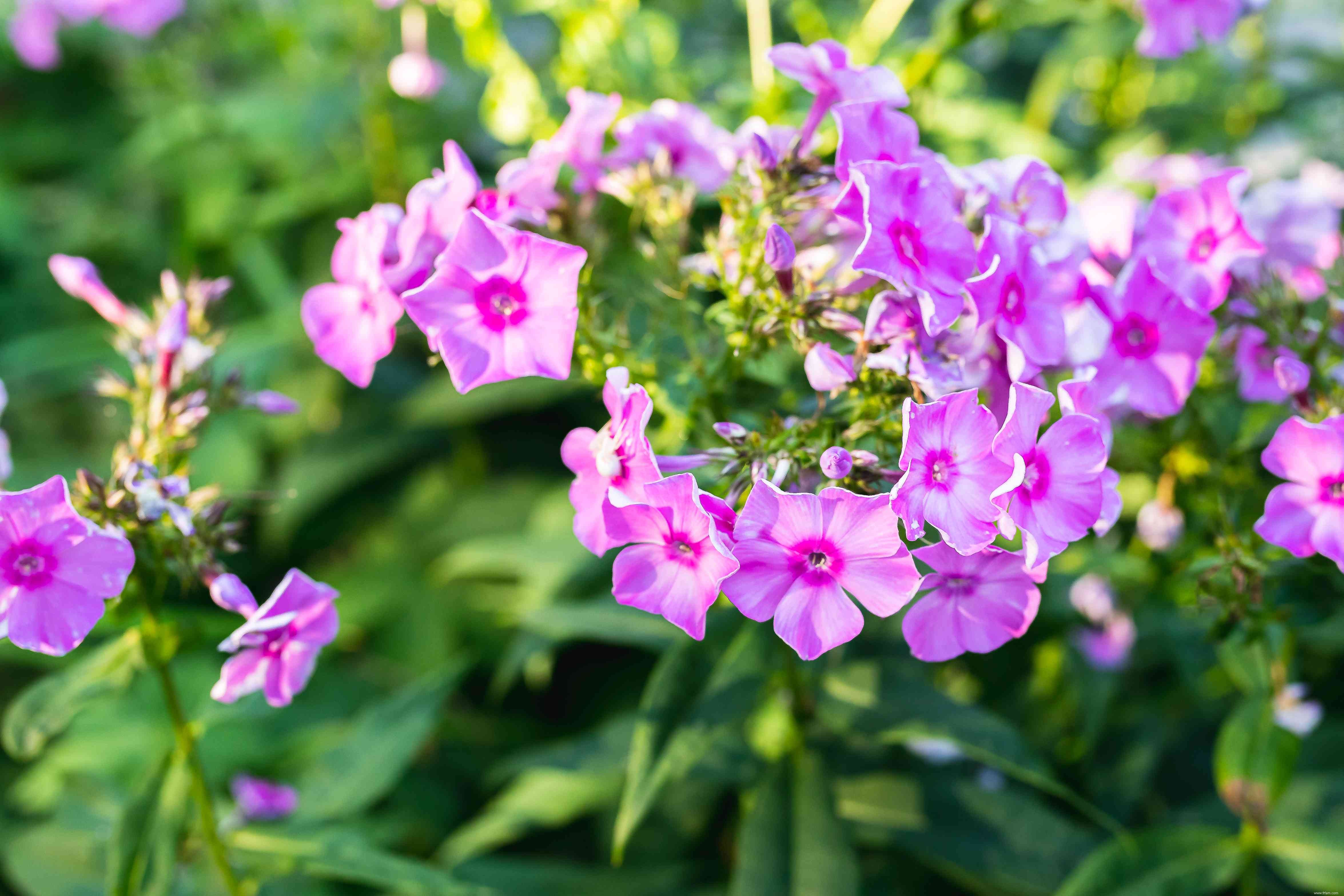 Les 10 plantes les plus odorantes pour votre jardin 