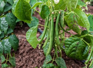 Les meilleures plantes d accompagnement pour les pois de jardin (et celles à éviter) 