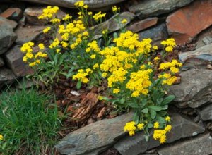 33 meilleures plantes de rocaille pour le soleil ou l ombre 