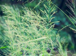 Quelles plantes pousseront sous les arbres à feuilles persistantes ? 