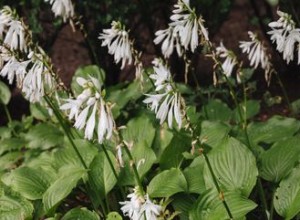 12 types d Hosta colorés pour votre jardin 